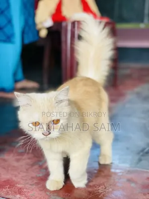 1-3 months Female Purebred Persian