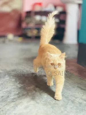1-3 months Female Purebred Persian