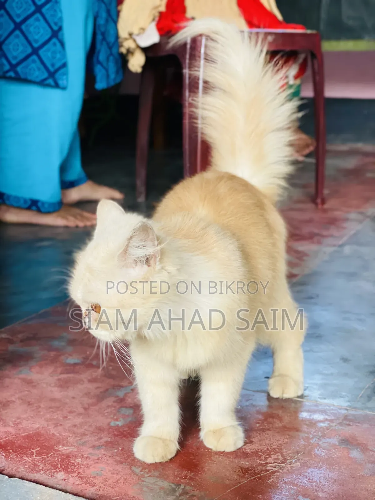 1-3 months Female Purebred Persian