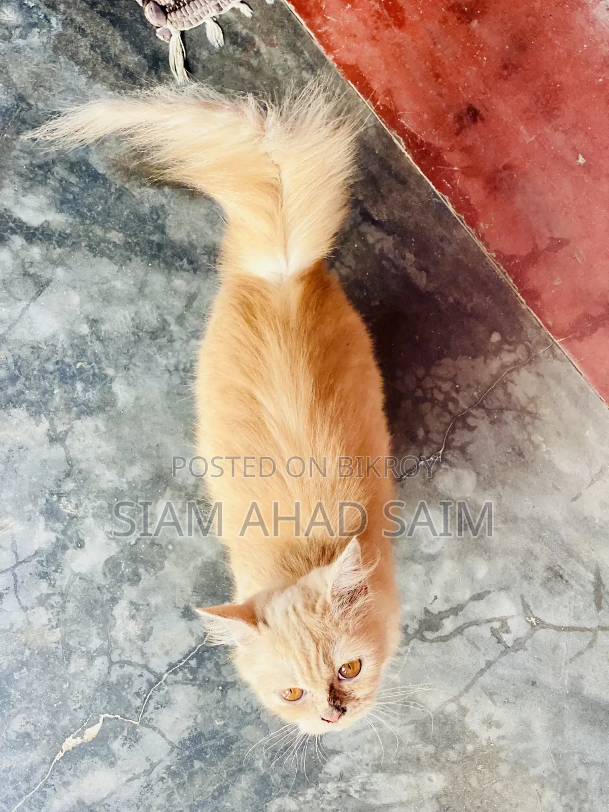 1-3 months Female Purebred Persian