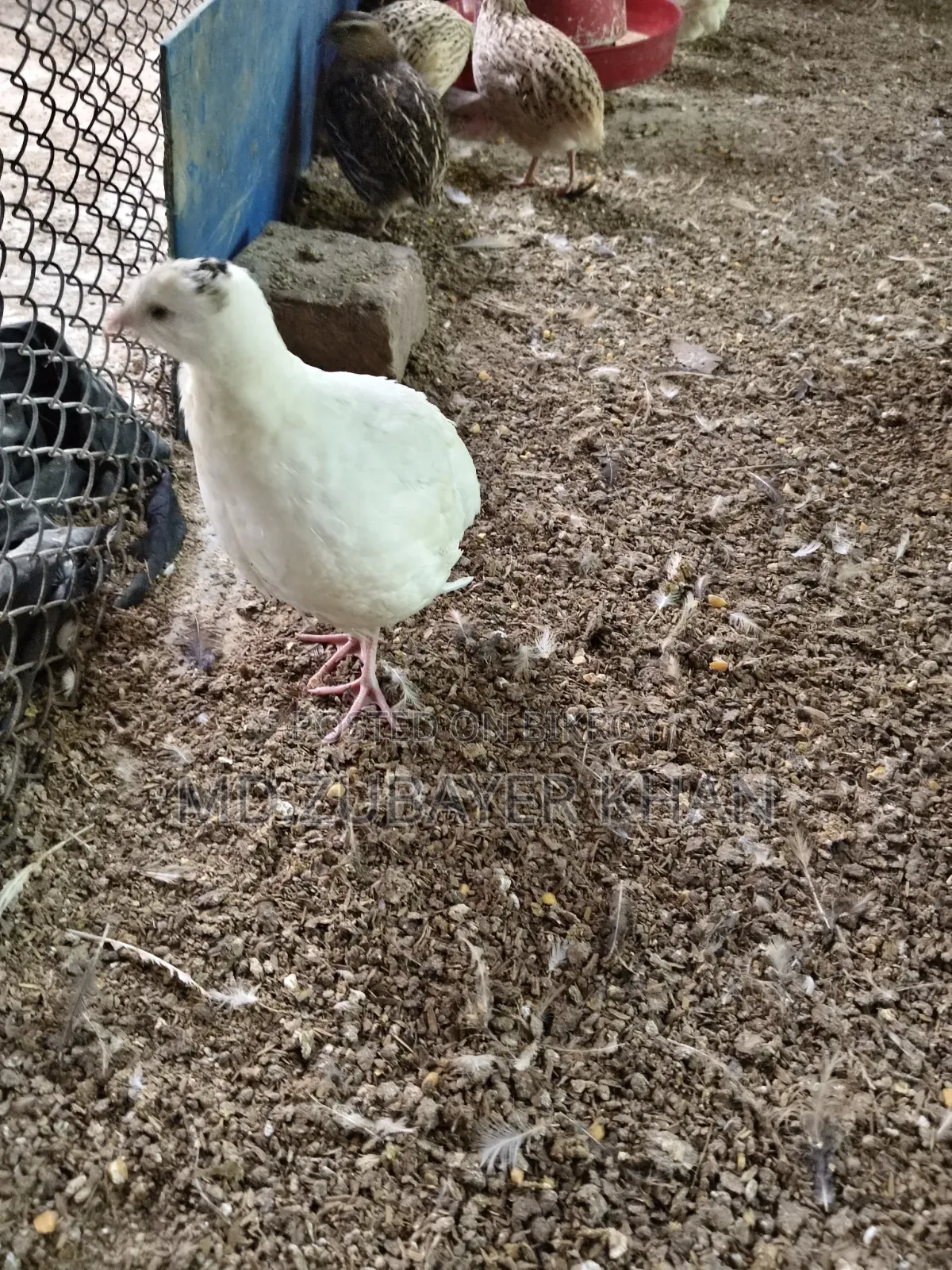 European Quail