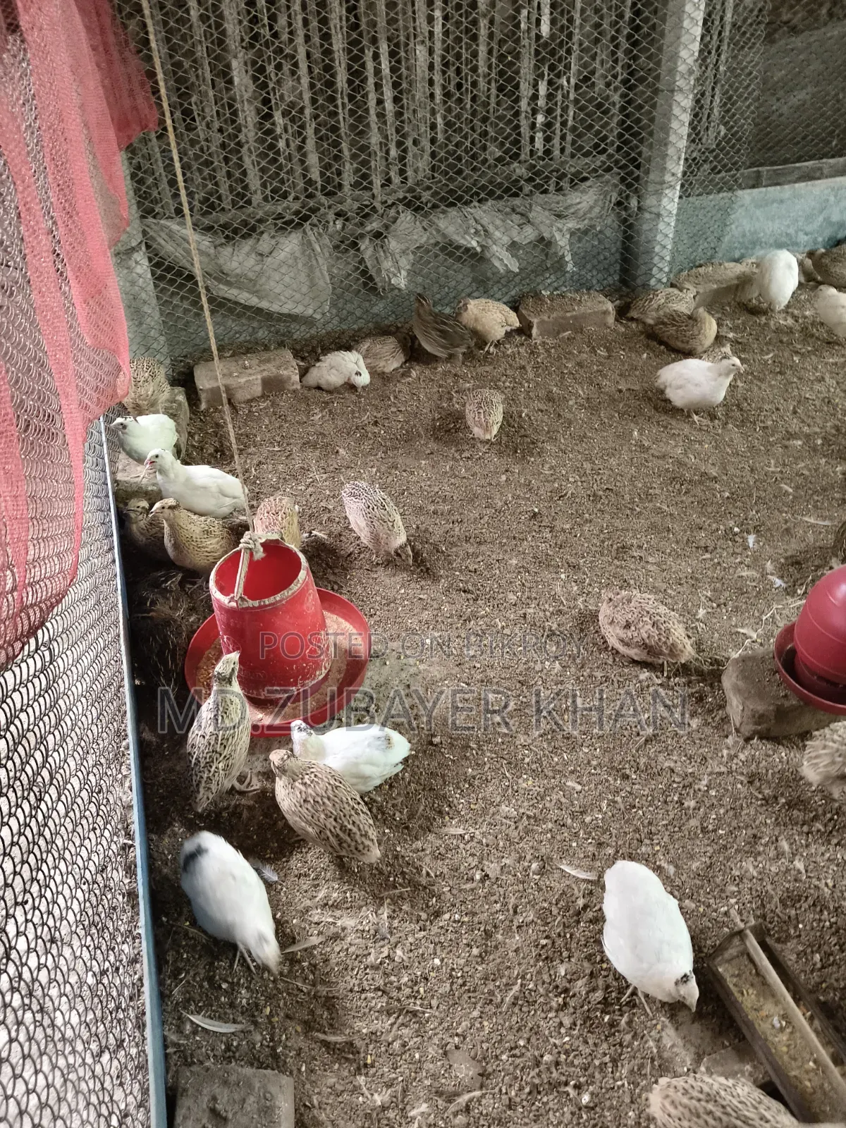 European Quail
