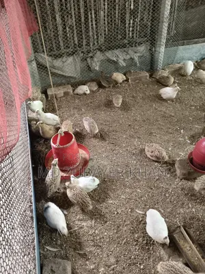 European Quail