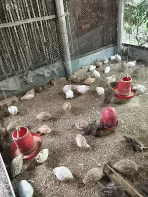 European Quail