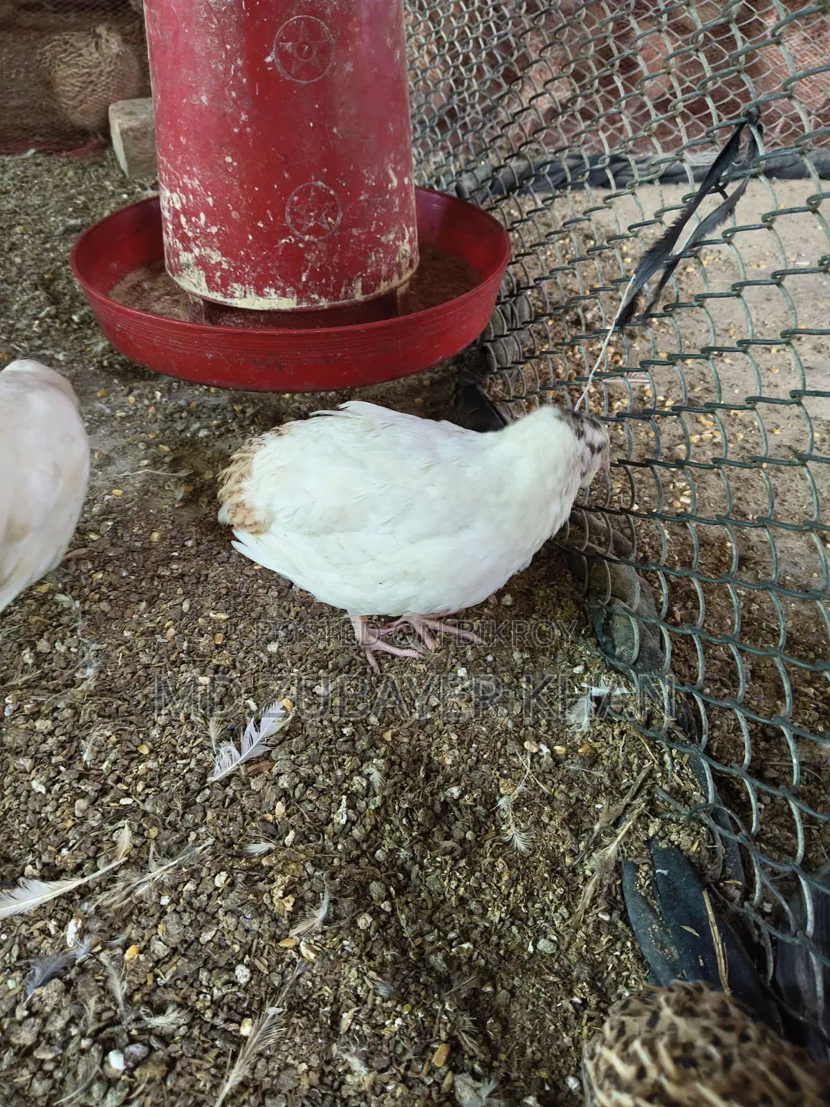 European Quail