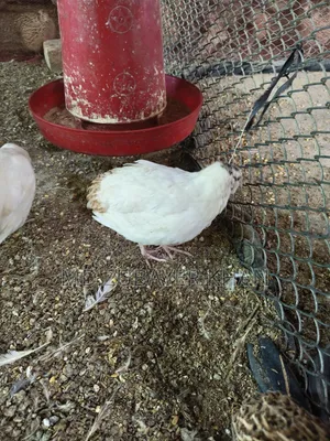 European Quail