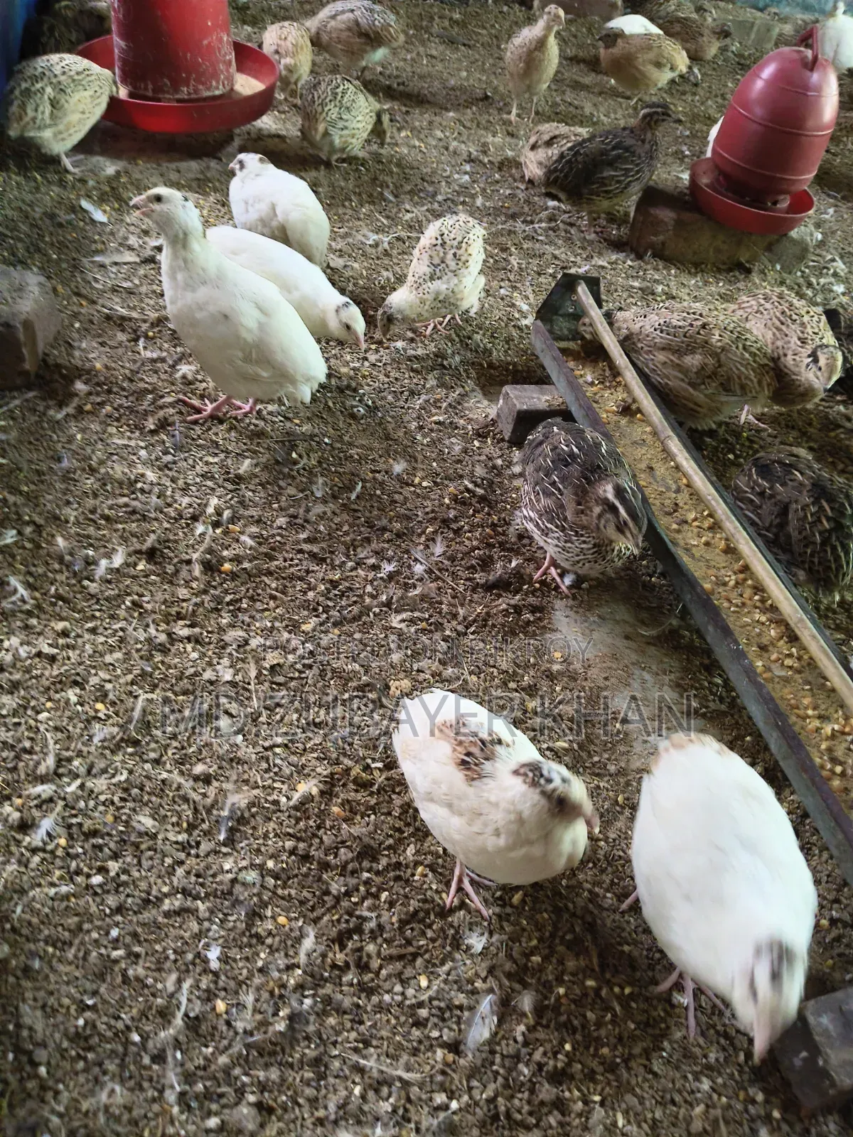 European Quail