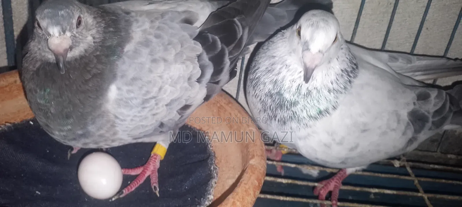 Upsen Grizzle pigeons for sale