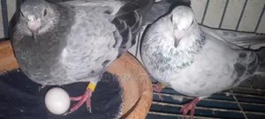 Upsen Grizzle pigeons for sale