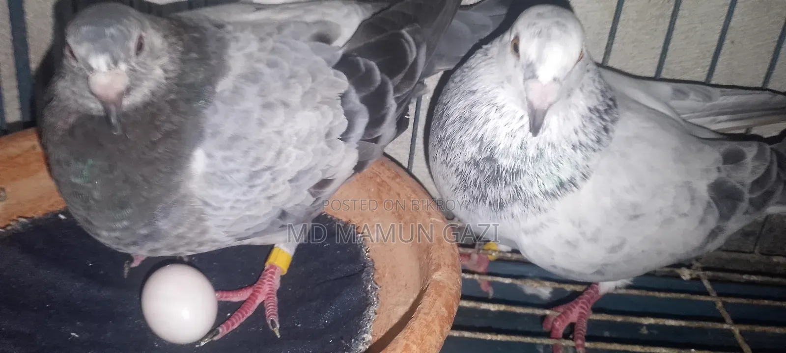 Upsen Grizzle pigeons for sale