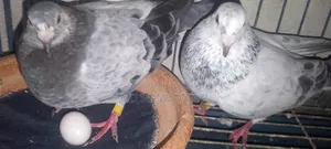 Upsen Grizzle pigeons for sale