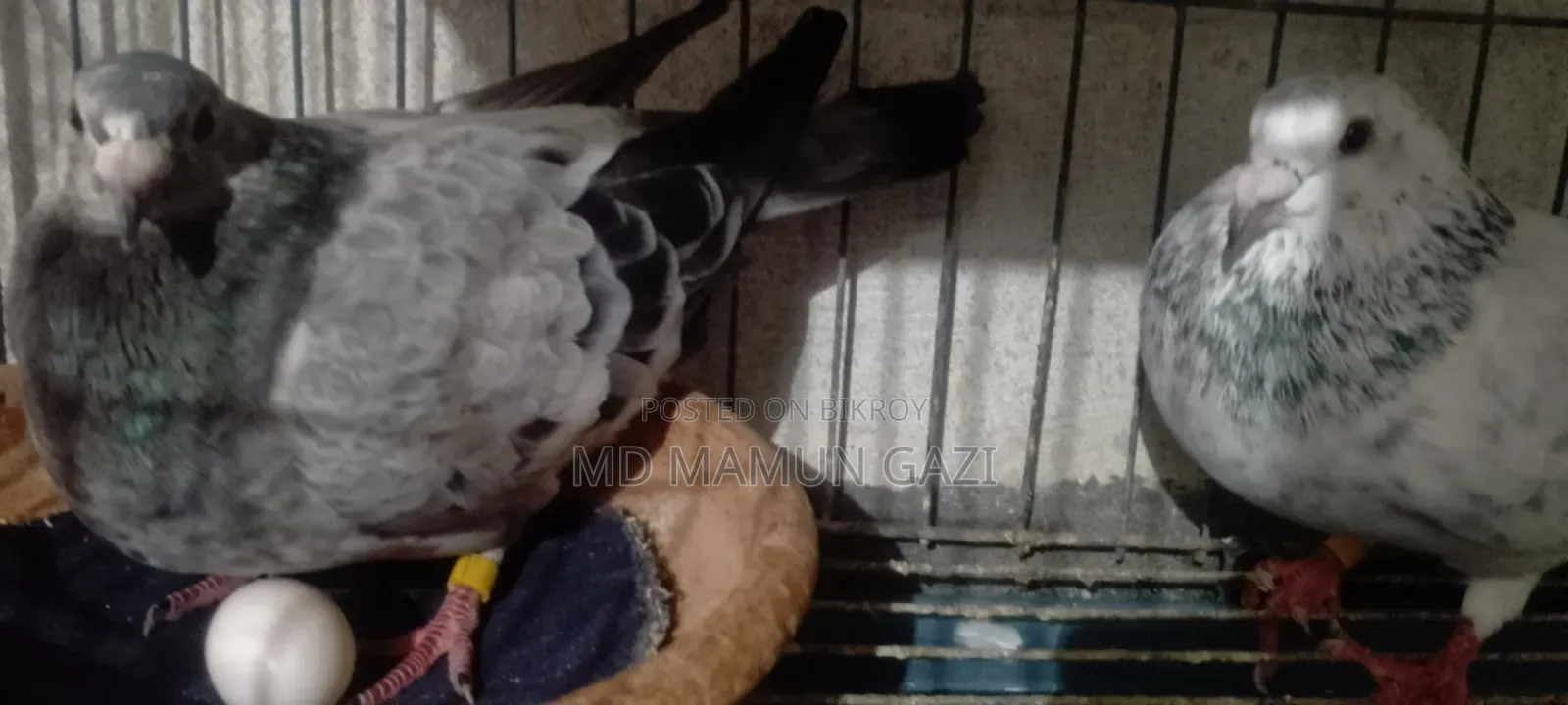 Upsen Grizzle pigeons for sale