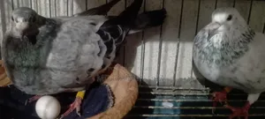 Upsen Grizzle pigeons for sale