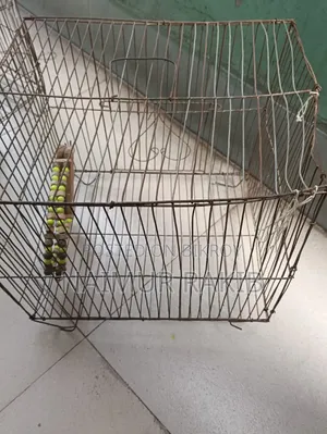 Bird Cage