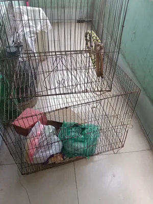 Bird Cage