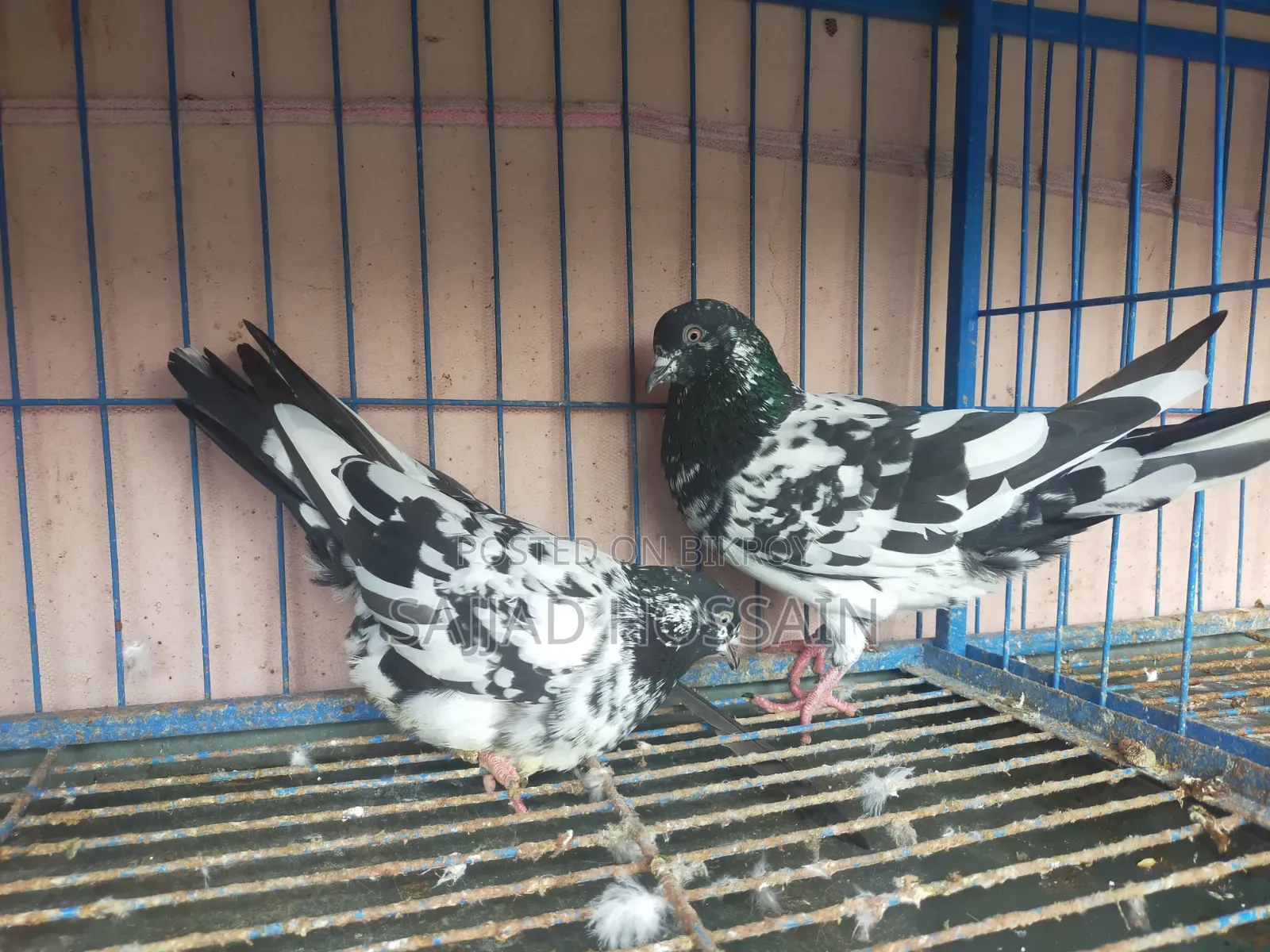 New Adult Pigeon