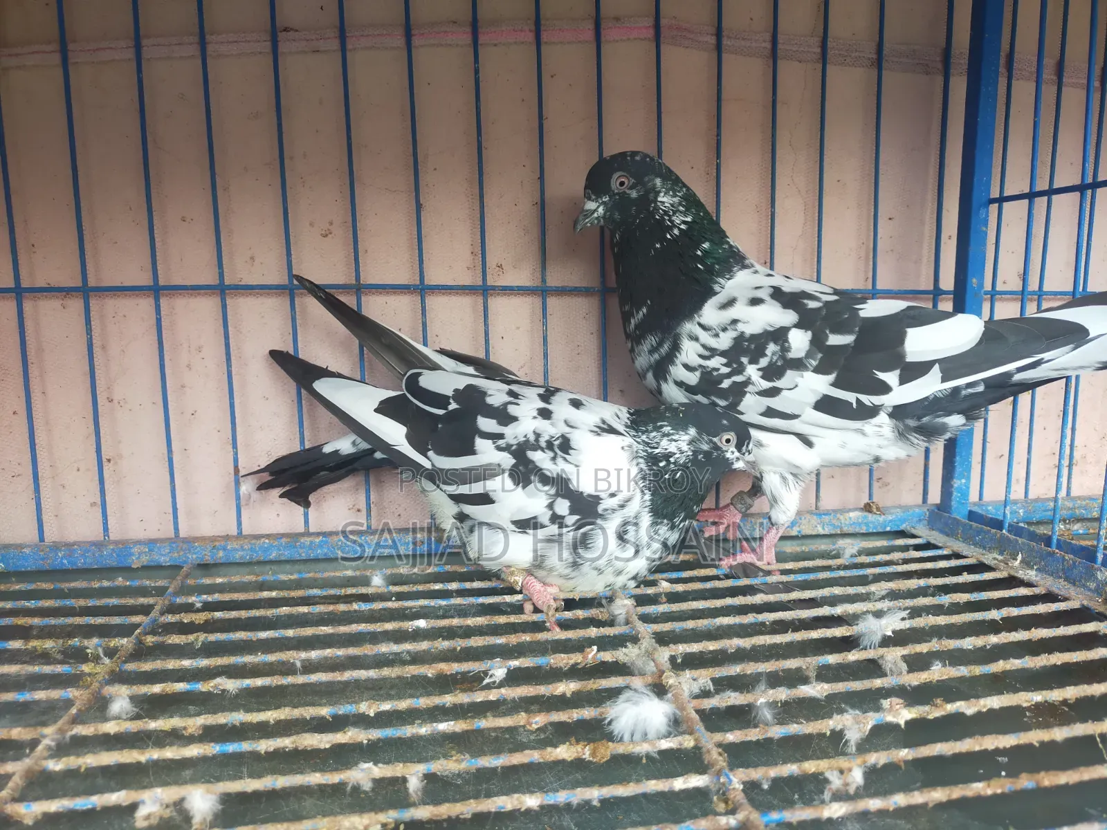 New Adult Pigeon