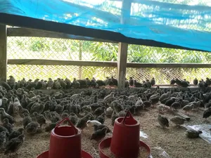 Quail Birds for Sale