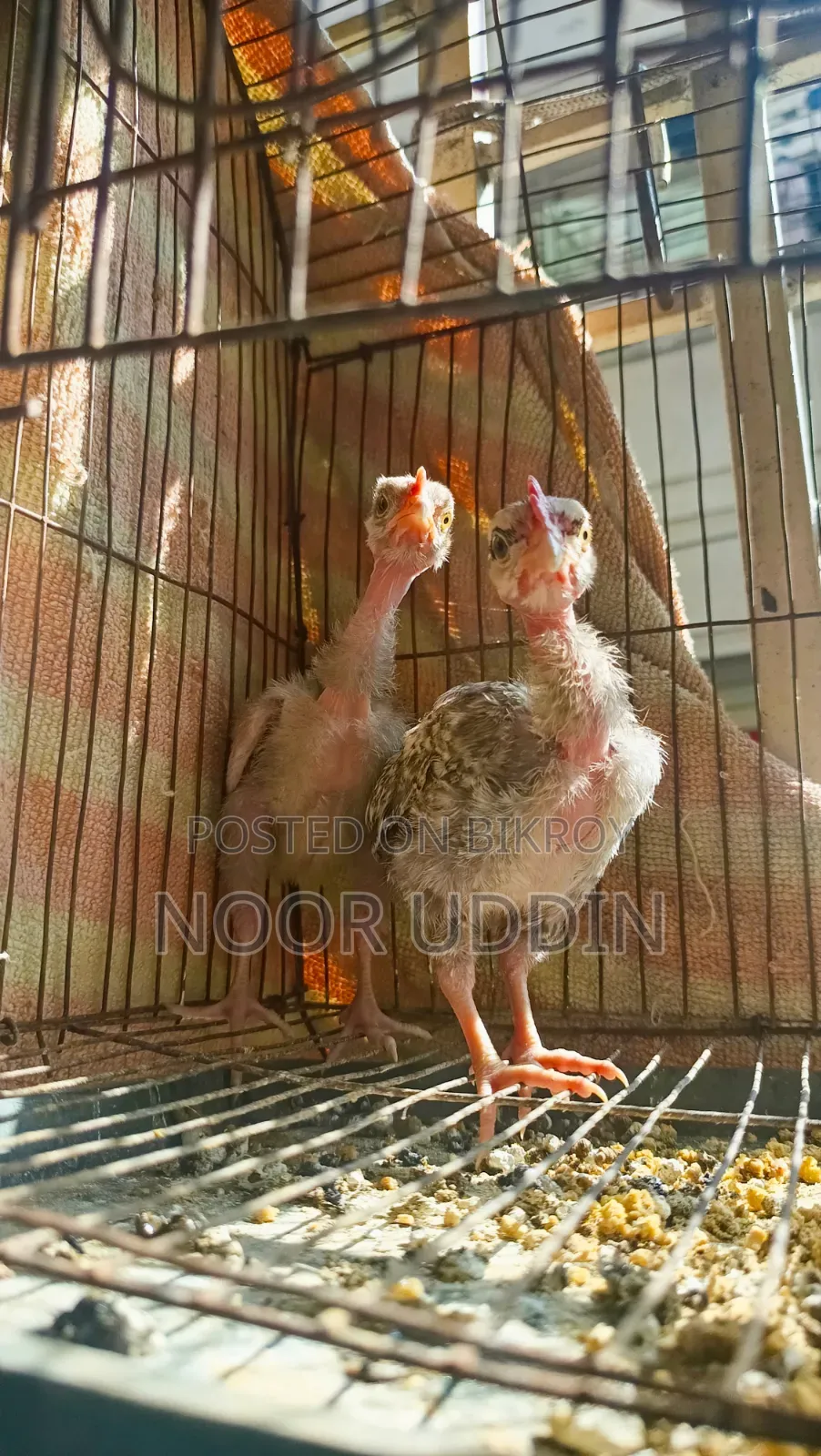 Deshi Shurma Golachila Morog / Country Chicken