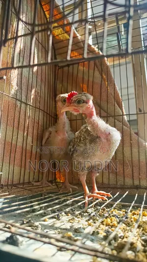 Deshi Shurma Golachila Morog / Country Chicken