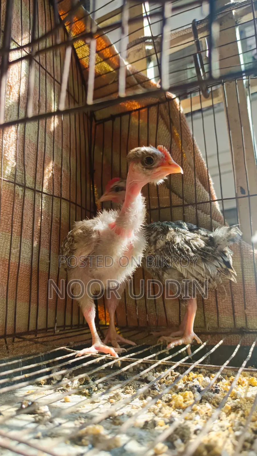 Deshi Shurma Golachila Morog / Country Chicken