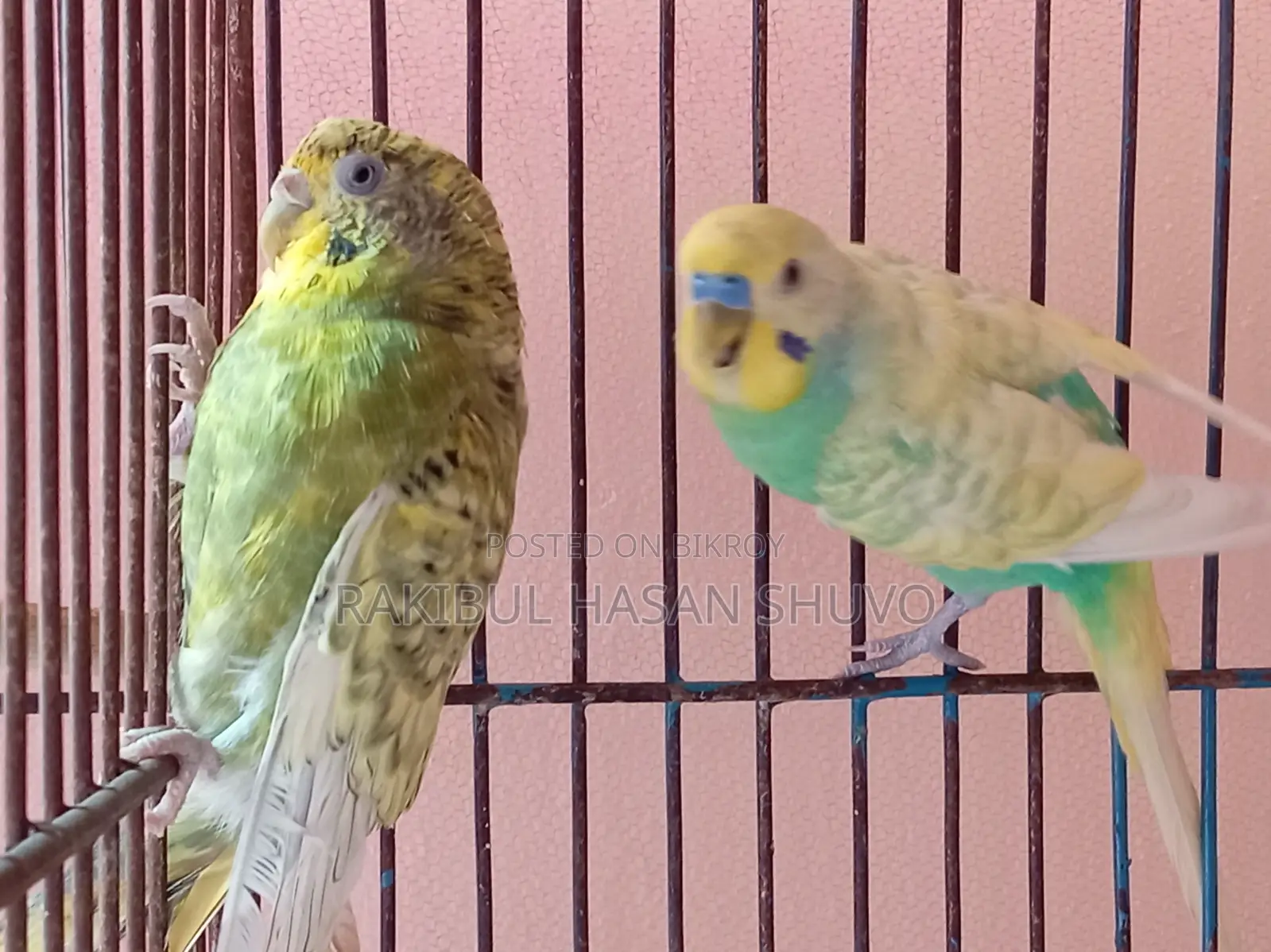 Adult Budgigar Pair