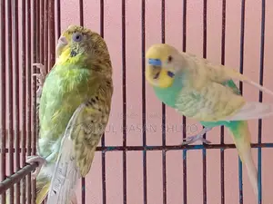 Adult Budgigar Pair