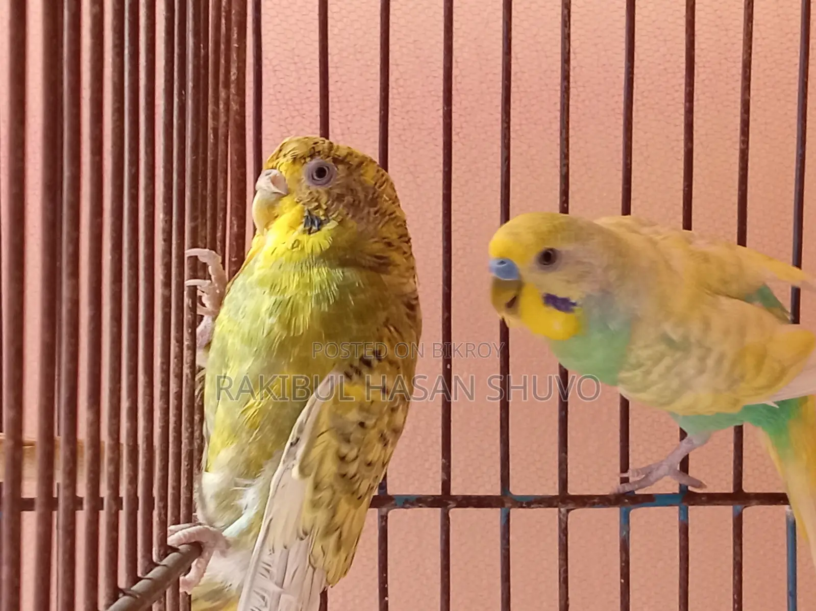 Adult Budgigar Pair