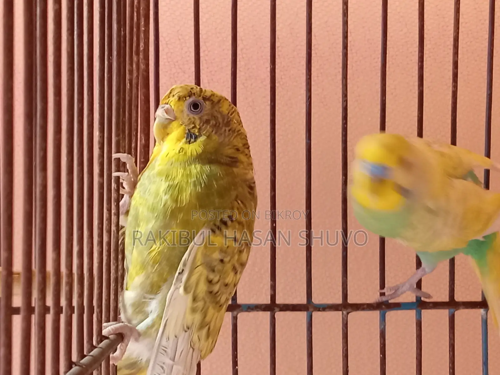 Adult Budgigar Pair