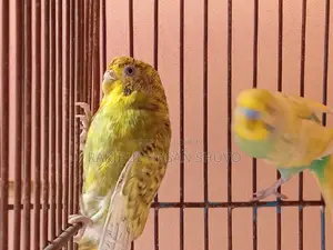 Adult Budgigar Pair