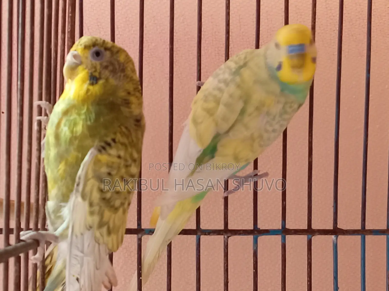 Adult Budgigar Pair