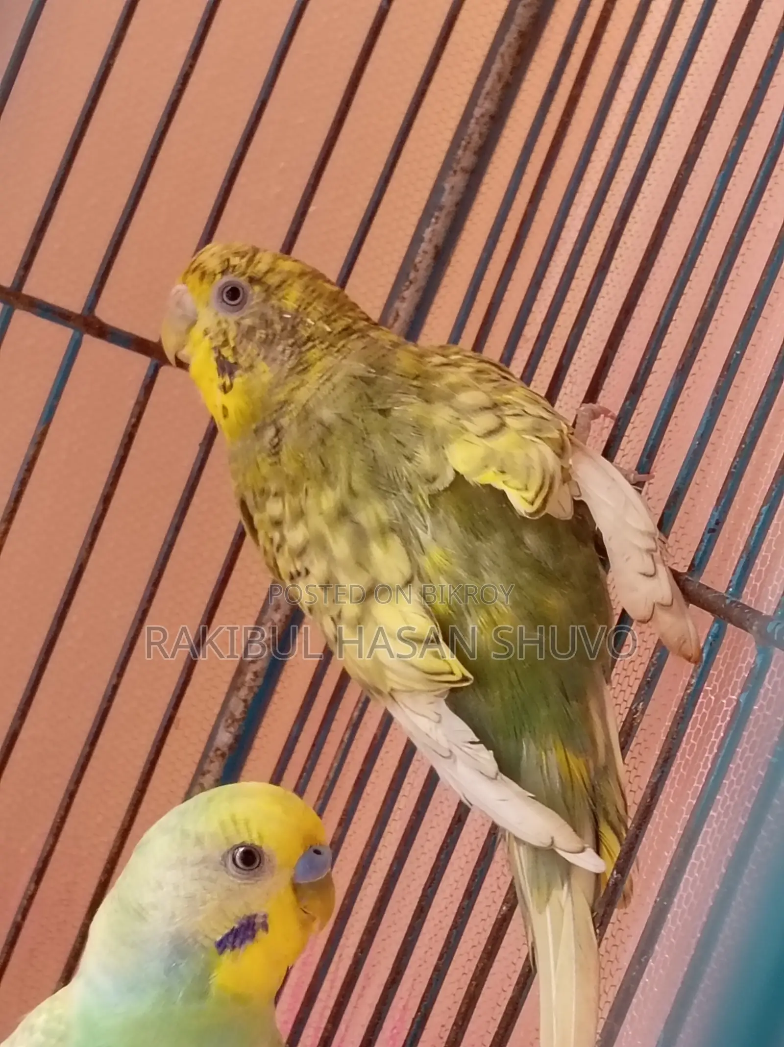 Adult Budgigar Pair