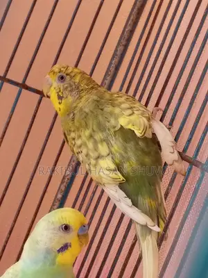 Adult Budgigar Pair