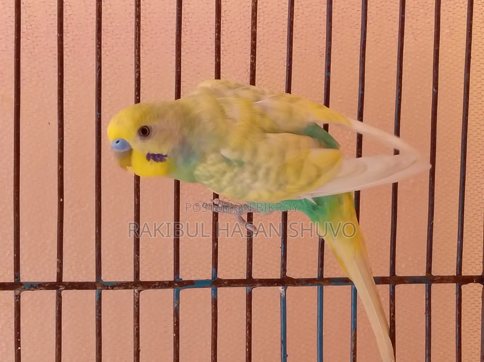 Adult Budgigar Pair