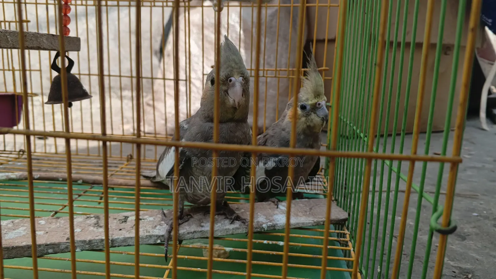 Bird for sale