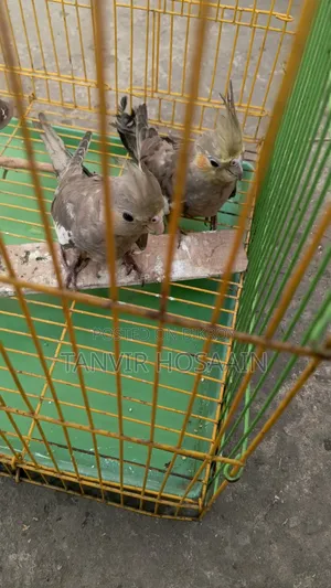 Bird for sale