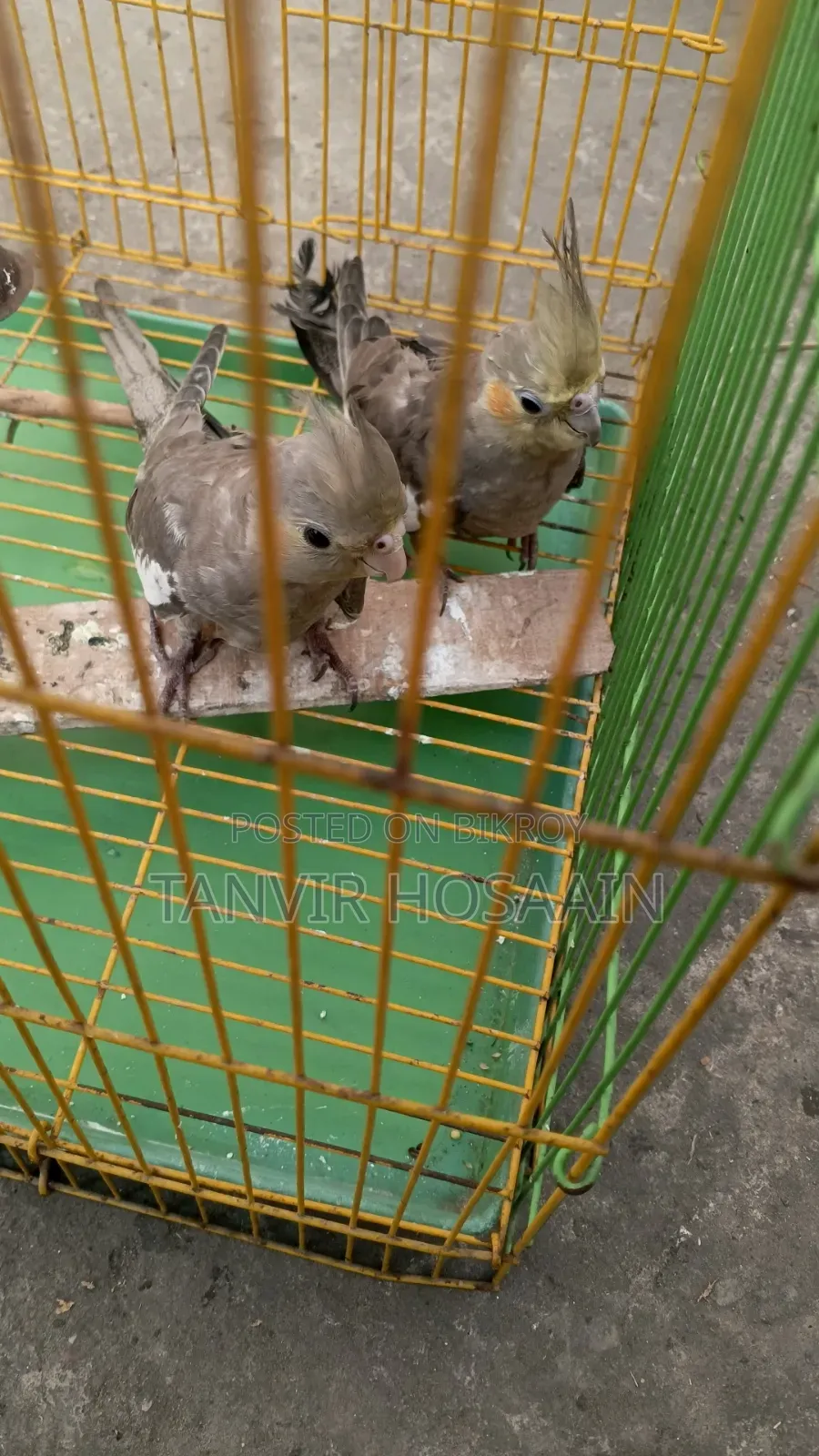 Bird for sale
