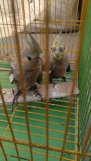 Bird for sale