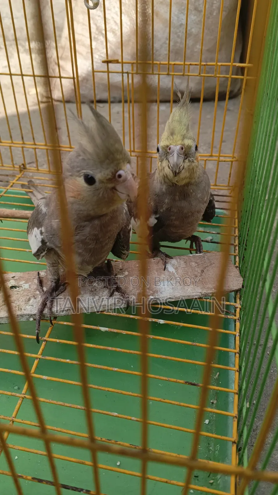 Bird for sale
