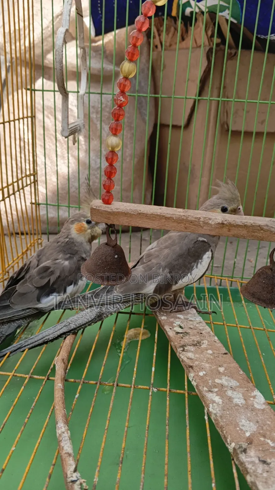 Bird for sale