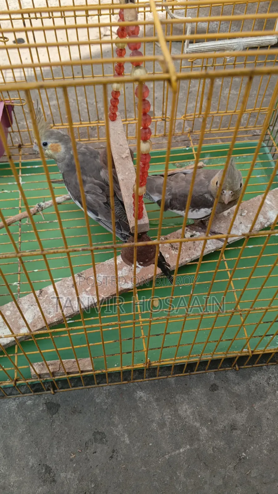 Bird for sale