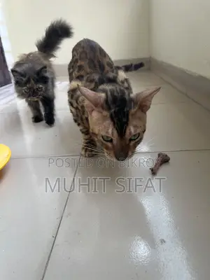 ১+ বছরের পুরুষ পিউরব্রেড বেঙ্গল