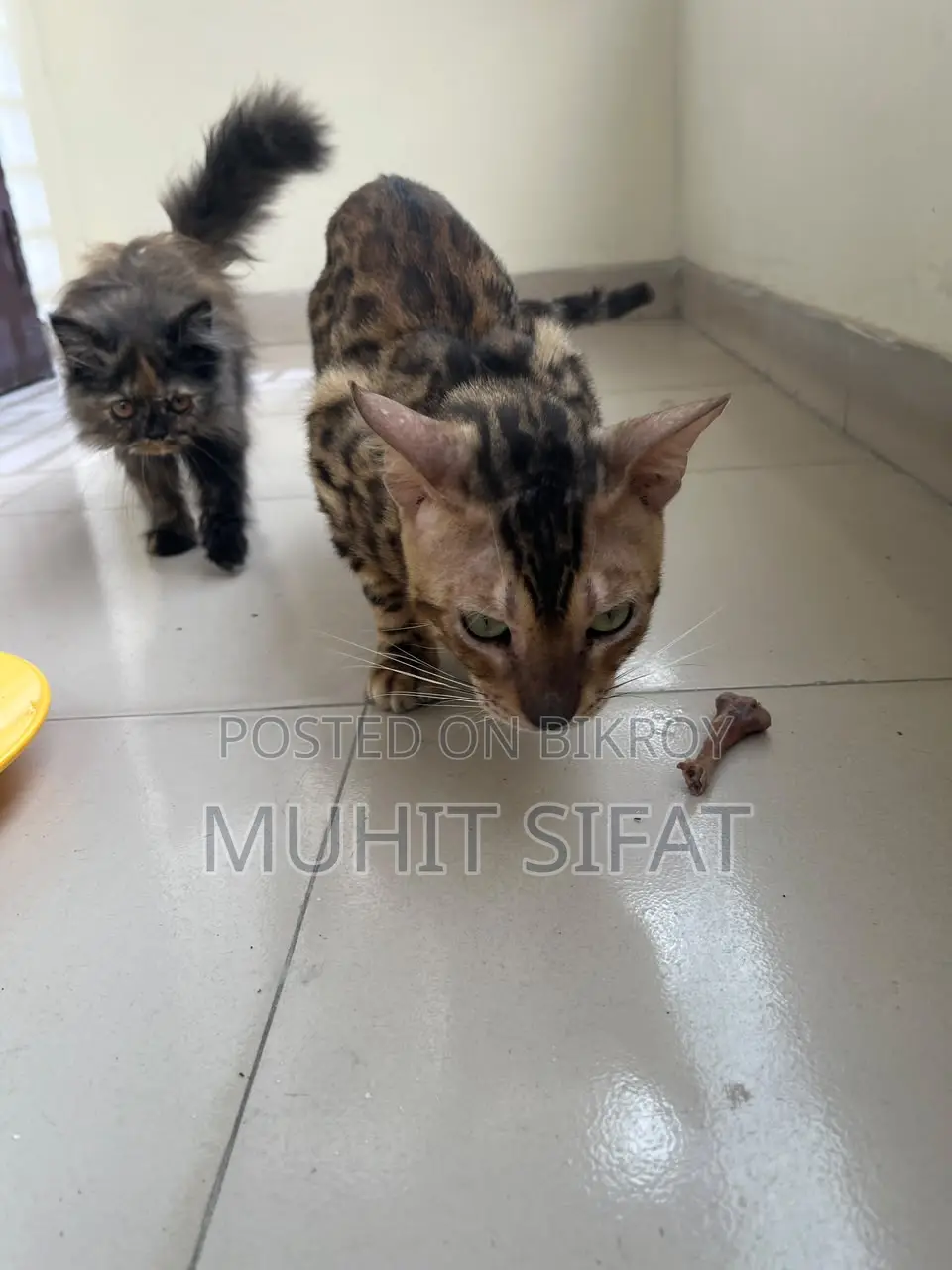 ১+ বছরের পুরুষ পিউরব্রেড বেঙ্গল