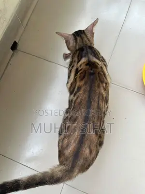 ১+ বছরের পুরুষ পিউরব্রেড বেঙ্গল