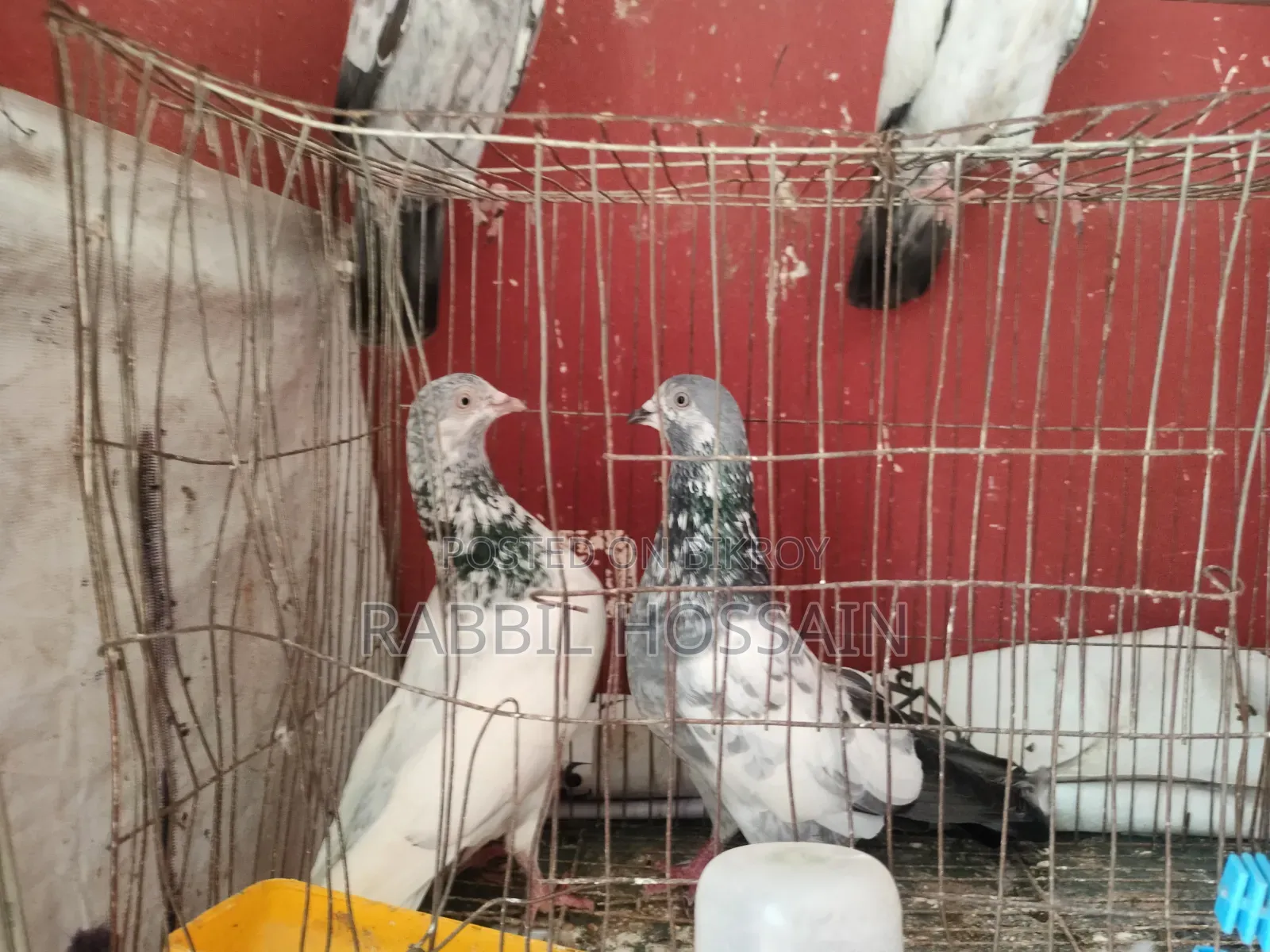 4 Pairs of Pigeons