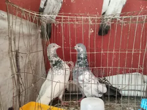 4 Pairs of Pigeons