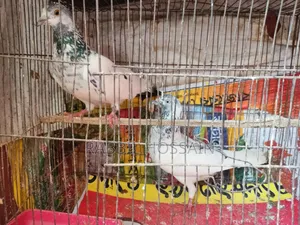 4 Pairs of Pigeons