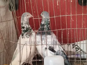 4 Pairs of Pigeons