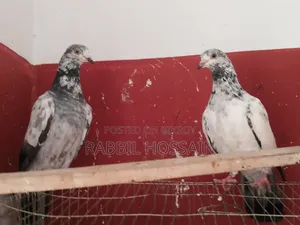 4 Pairs of Pigeons