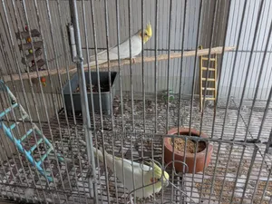 Lutino Master 2 Pair Cockatiel Birds (4 Pieces)